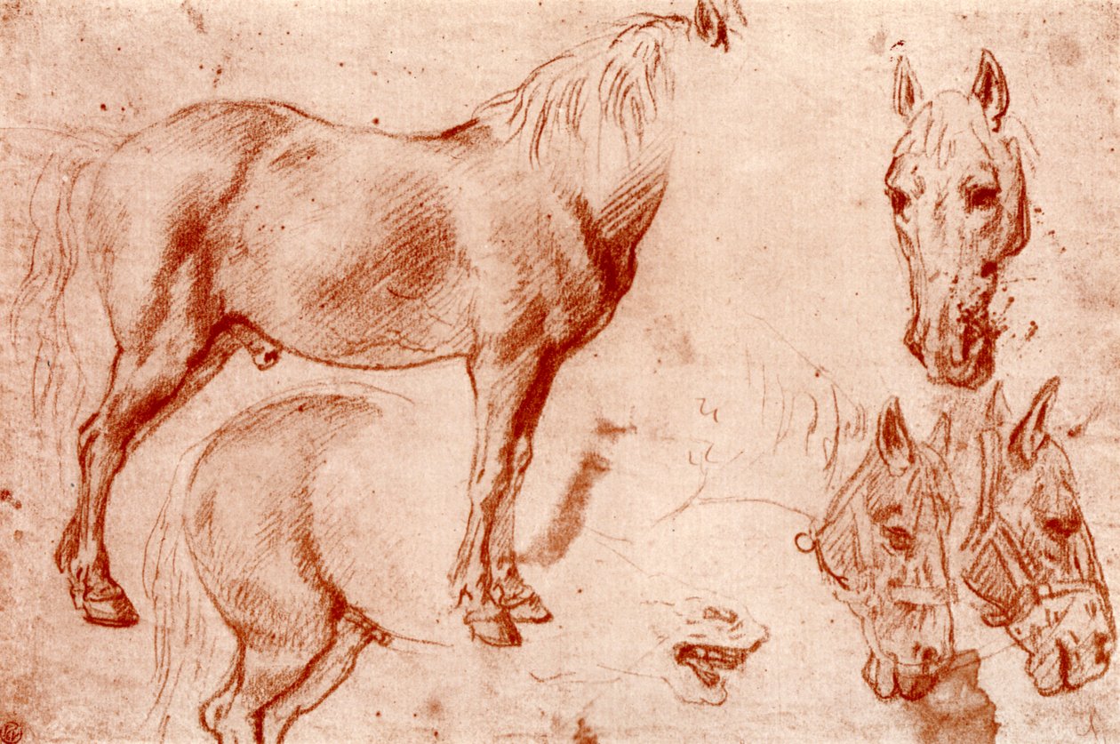 Studie o koních, 1913. od Peter Paul Rubens