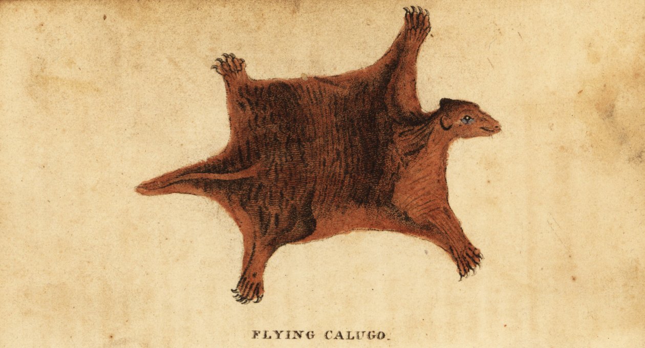 Lemur filipínský, Cynocephalus volans., 1800 (rytina) od Peter Simon Pallas