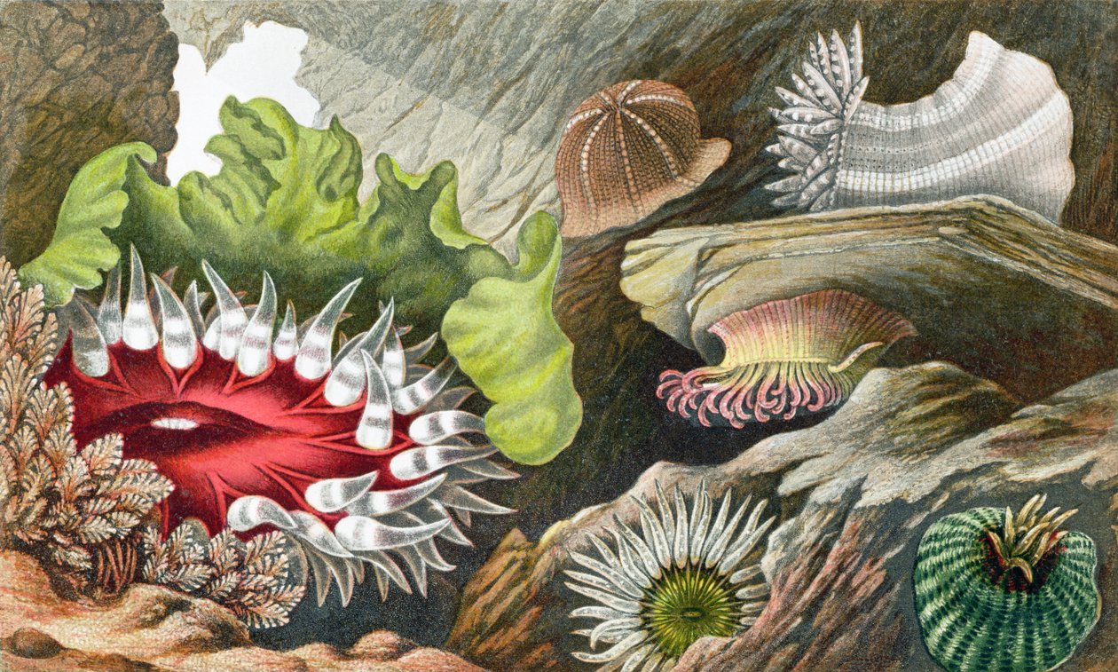 Pupenec drahokamový, pupenec Glaucus a pupenec červený, deska IV z "Actinologia Britannica: A History of the British Sea Anemones and Corals", 1860 (chromolit) od Philip Henry Gosse