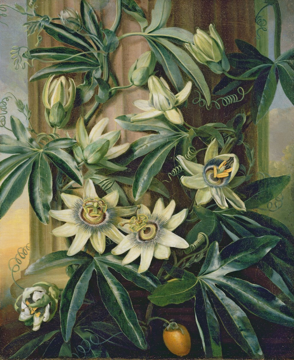 Modrá mučenka pro „Chrám Flory“ od Roberta Thorntona, 1800 od Philip Reinagle