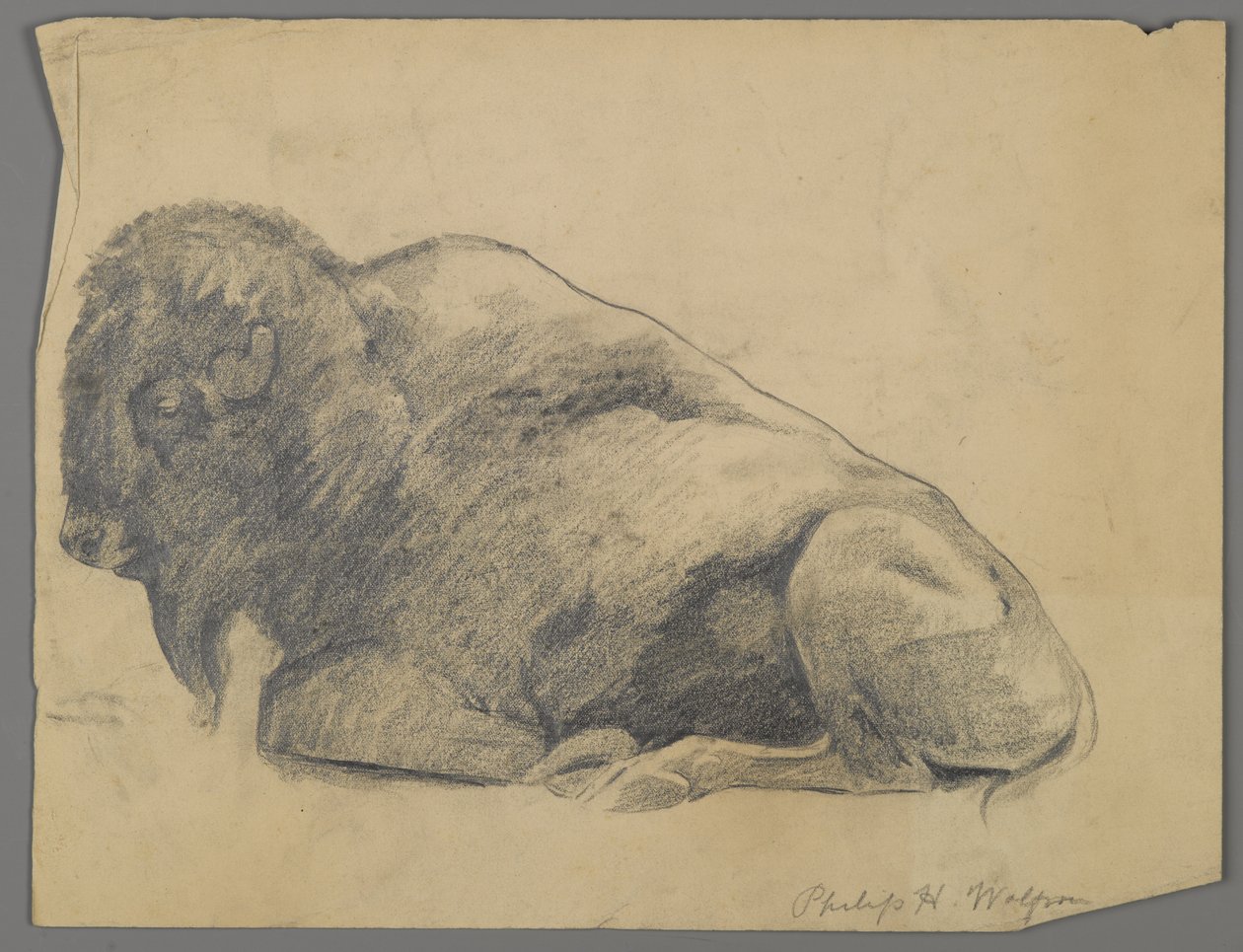 Bison (grafit na papíře) od Philip H. Wolfrom
