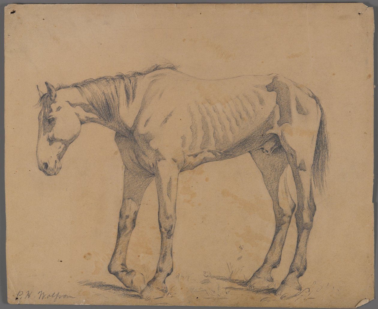 Kůň (grafit na papíře) od Philip H. Wolfrom