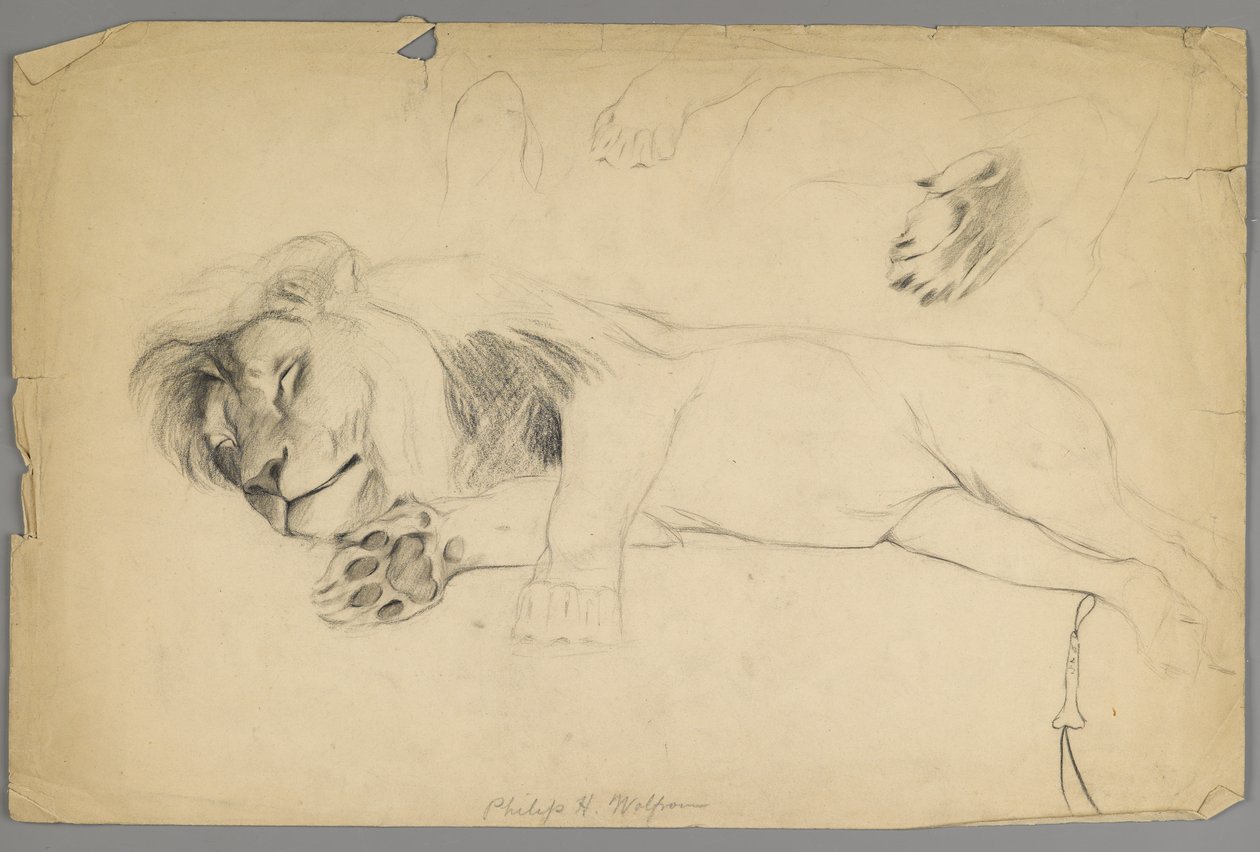 Spící lev (grafit na papíře) od Philip H. Wolfrom