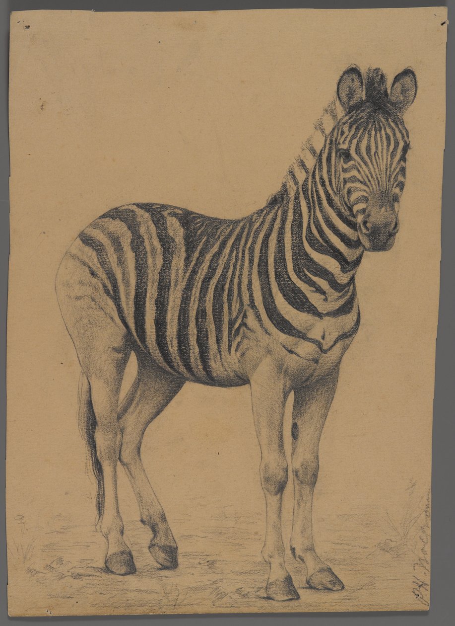 Zebra (grafit na papíře) od Philip H. Wolfrom
