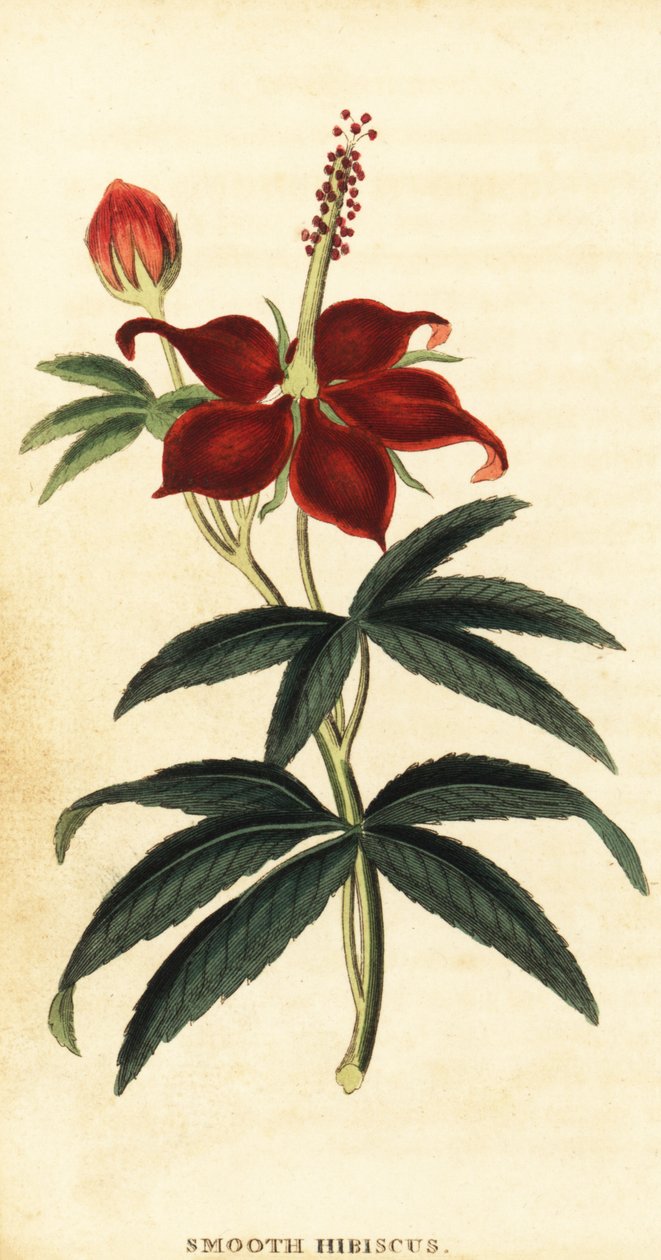 Turkcap, Malvaviscus arboreus., 1800 (rytina) od Philip Miller