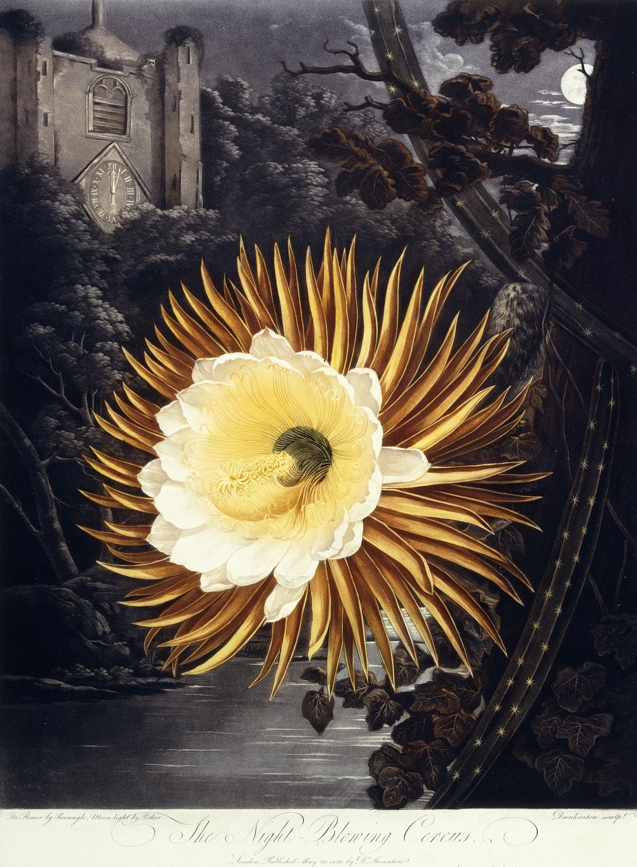 The Night Flowing Cereus, 1800 od Philip Reinagle