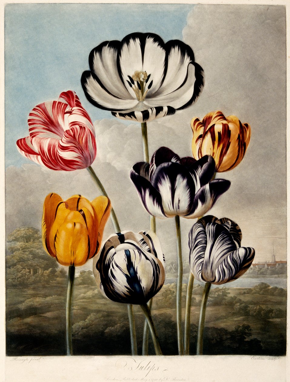 "Tulipány", 1798. od Philip Reinagle
