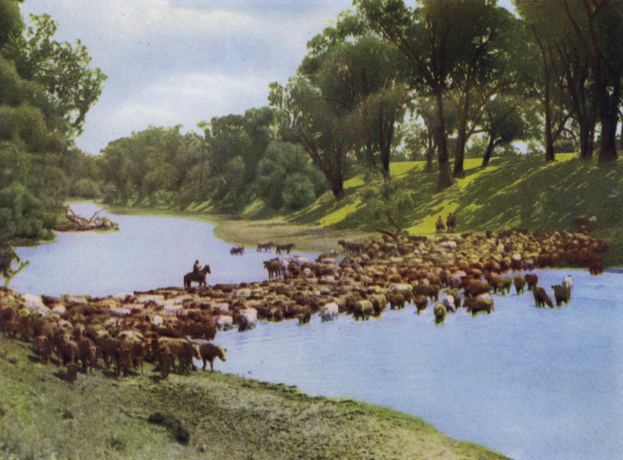 Queensland, Austrálie: Hnát dobytek poblíž Goondiwindi (foto) od Photographer Australian