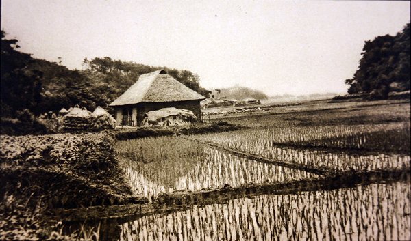 Rýžová pole v Japonsku od Photographer Japanese