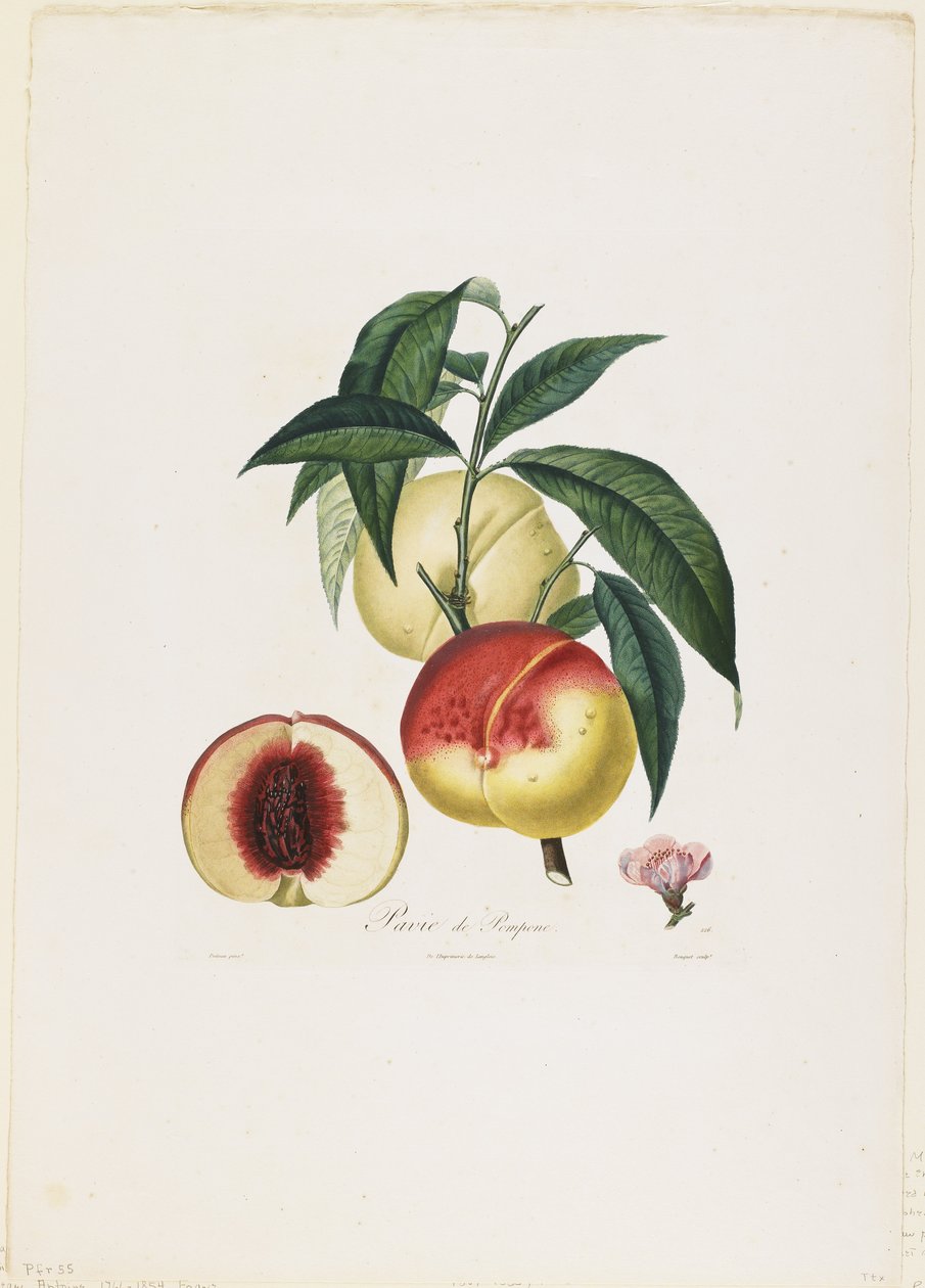 Pavie de Pompone. (Broskve), z knihy Traite des Arbres Fruitiers, 1807-35 (ručně kolorovaná stiplová rytina) od Pierre Antoine Poiteau