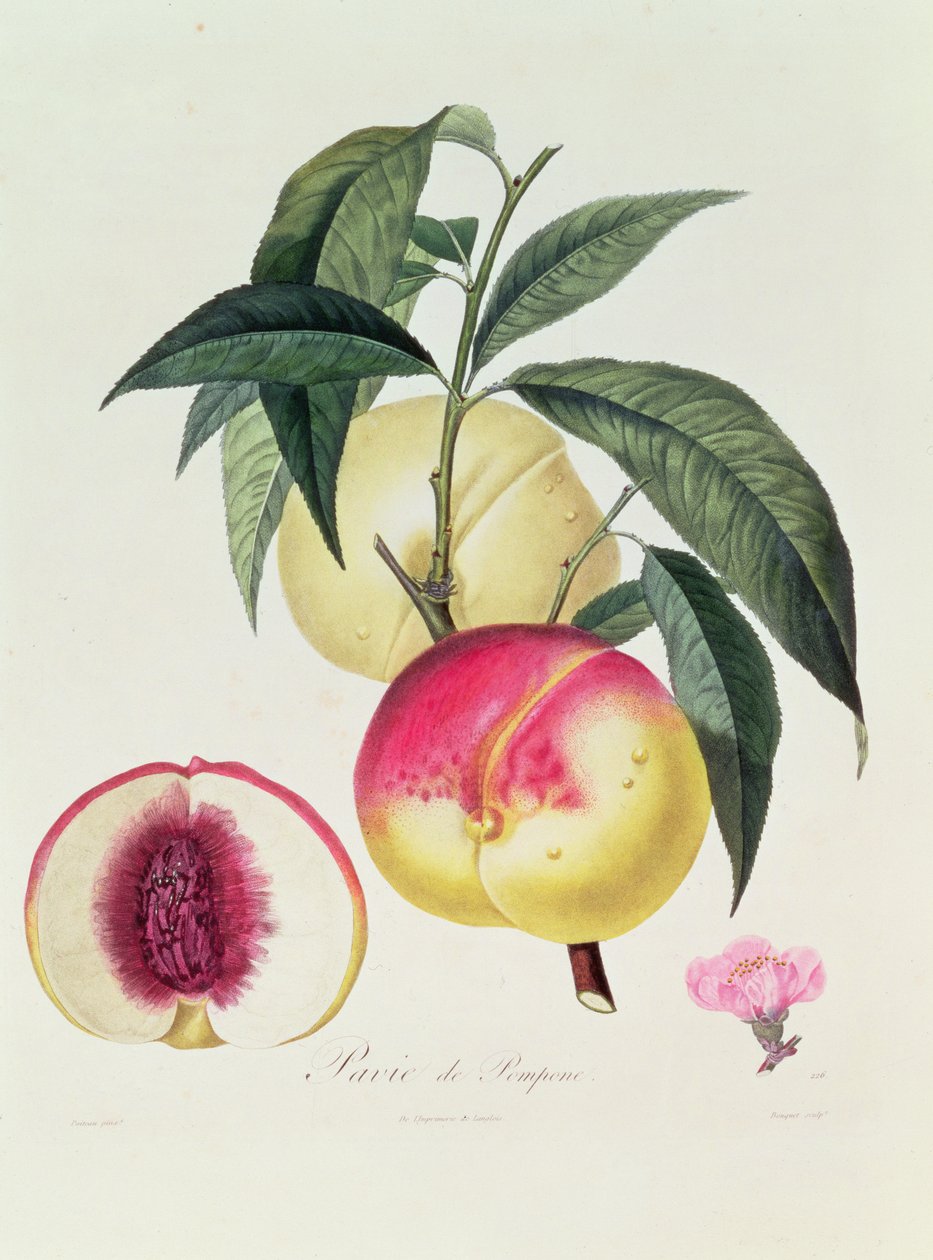 Pavie de Pompone, rytina Bouquet od Pierre Antoine Poiteau