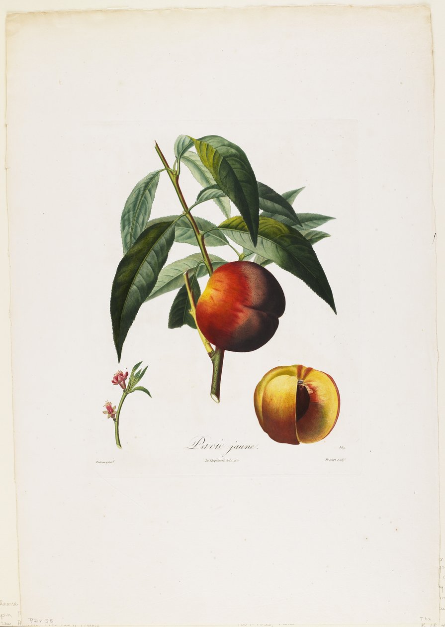 Žlutá pavia. (Peaches), z Traite des Arbres Fruitiers, 1807-35 (ručně kolorovaná tečkovaná rytina) od Pierre Antoine Poiteau