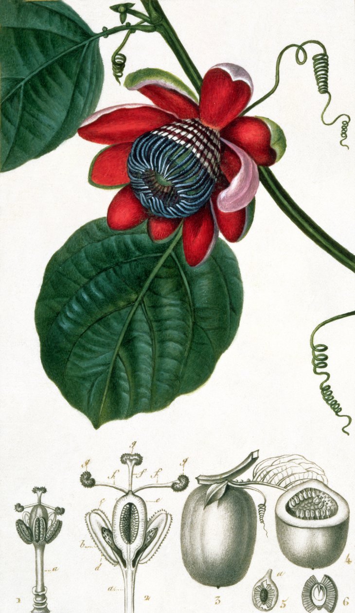 Mučenka z Lecons de Flore od Pierre Jean Francois Turpin