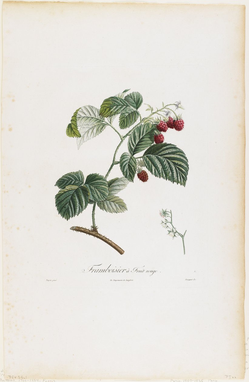 Raspberry a Fruit rouge (Maliny), od Traite des Arbres Fruitiers, 1807-35 (ručně kolorovaná tečkovaná rytina) od Pierre Jean Francois Turpin