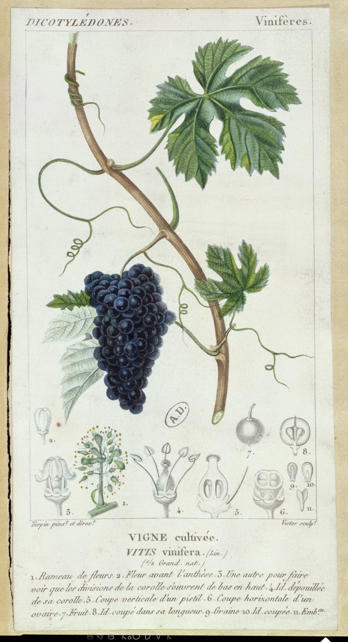 Botanická deska vinné révy (Vitis Vinifera), kolem roku 1820 od Pierre Jean Francois Turpin