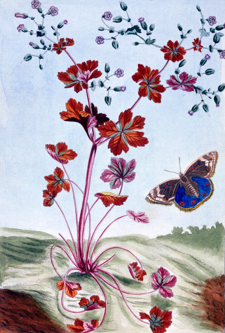 Glossy Cranesbill, c.1766 (ručně kolorovaná rytina) od Pierre Joseph Buchoz