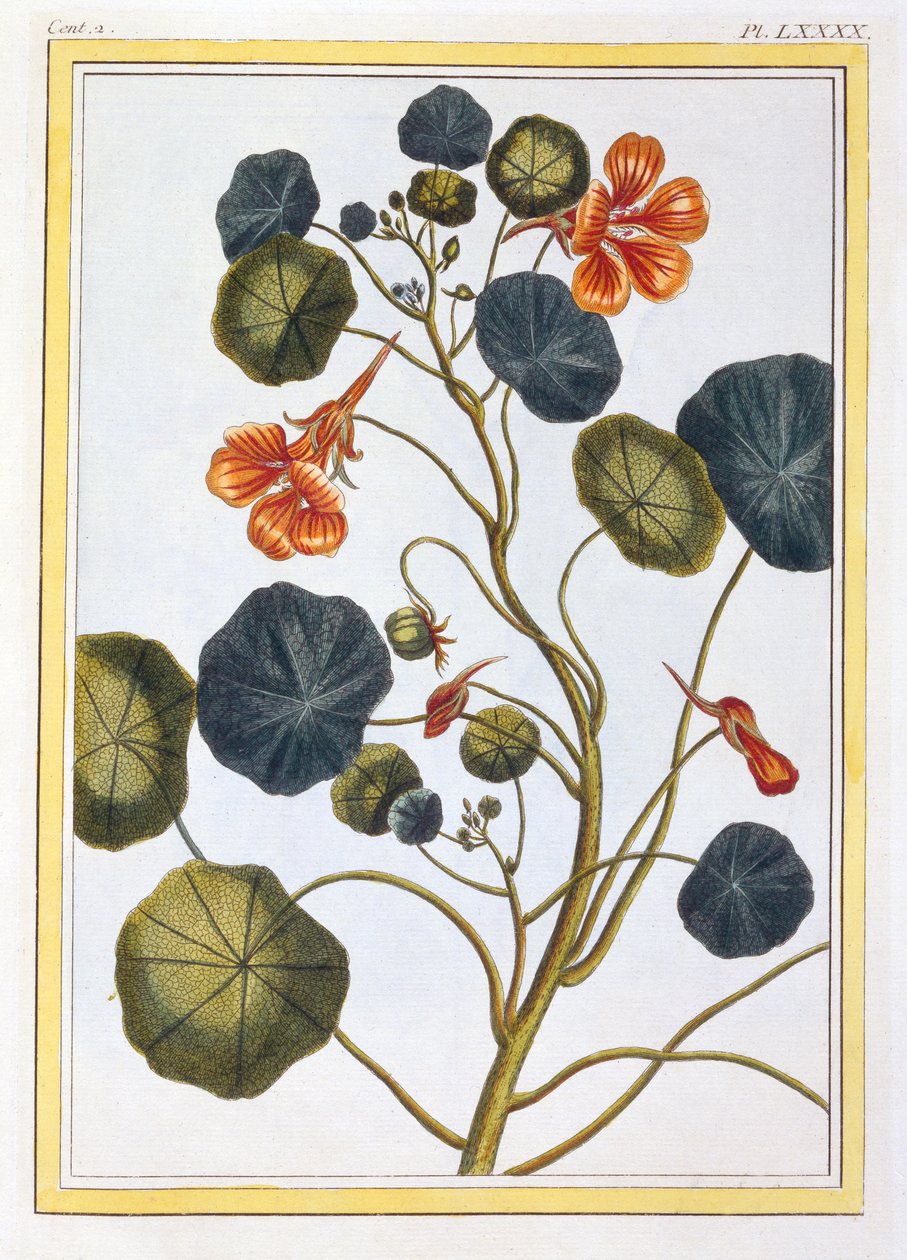 La Capucine (Nasturtium), kolem 1776 (ručně kolorovaná rytina) od Pierre Joseph Buchoz