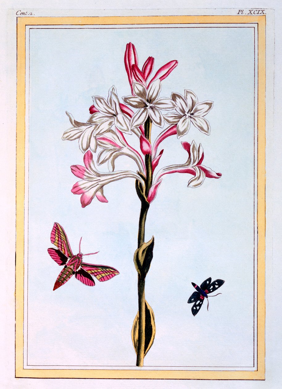 Tuberose, c.1766 (ručně kolorovaná rytina) od Pierre Joseph Buchoz