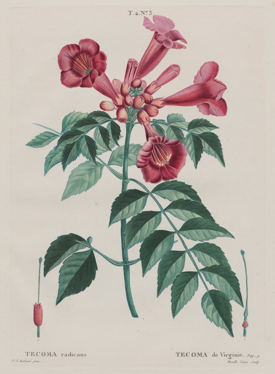 (Campsis radicans Trumpet horolezec). (T. 2, č. ... od Pierre Joseph Redouté