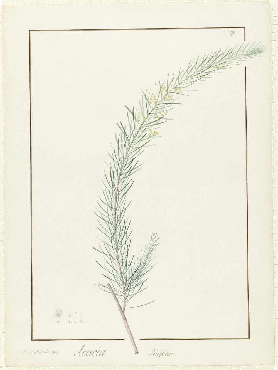 Acacia Linifolia, 1813 (wc a tělová barva přes stopy grafitu na pergamenu) od Pierre Joseph Redouté