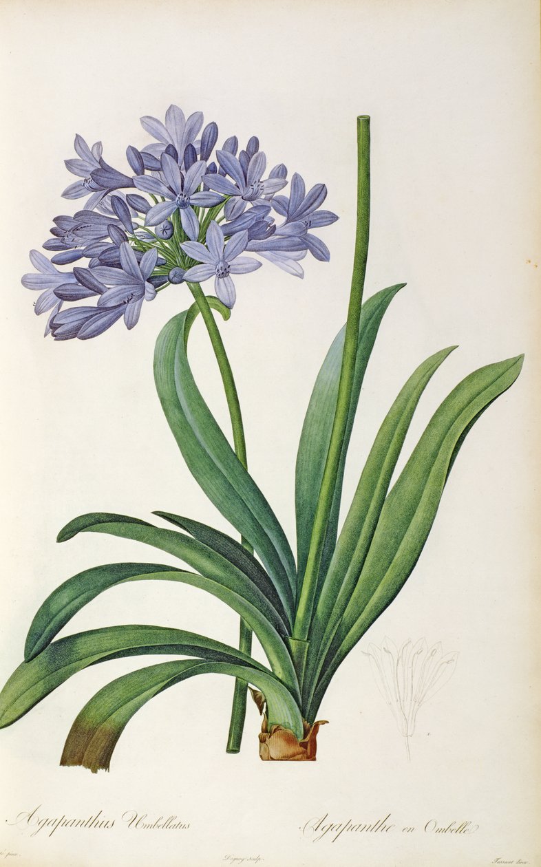 Agapanthus umbrellatus, z knihy Pierra Redouta "Les Liliacees", 8 svazků, vydané v letech 1805-16, od Pierre Joseph Redouté