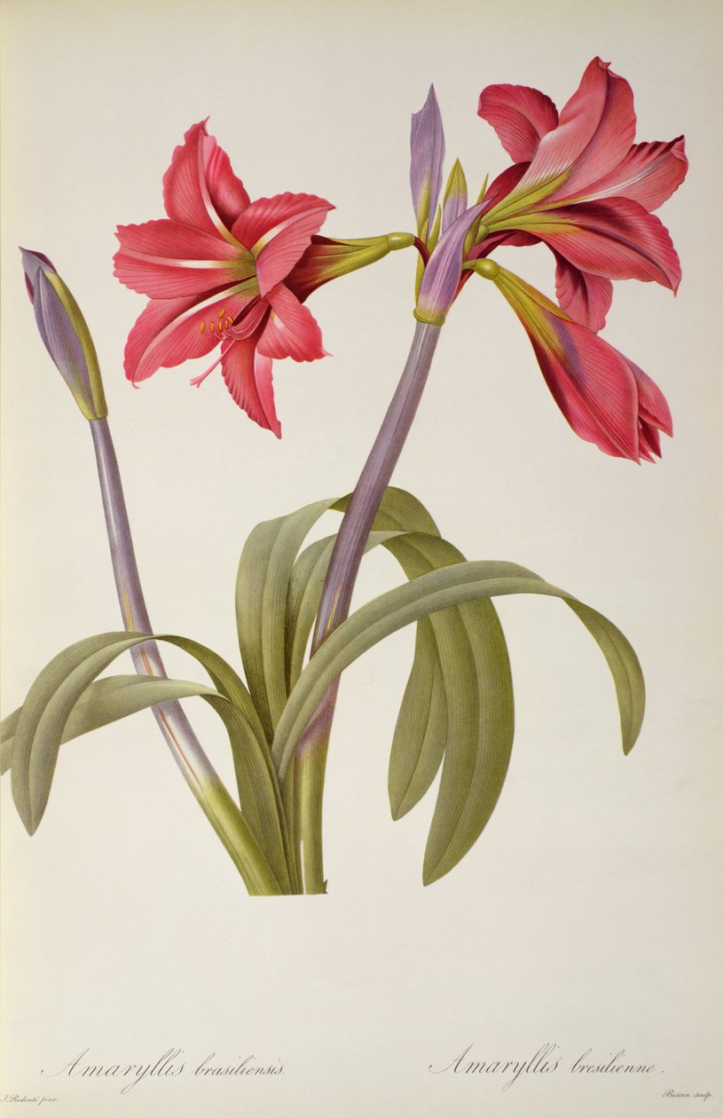 Amaryllis Brasiliensis, z „Les Liliacees“ od Pierra Redouta, 8 svazků, vydáno 1805-16, od Pierre Joseph Redouté