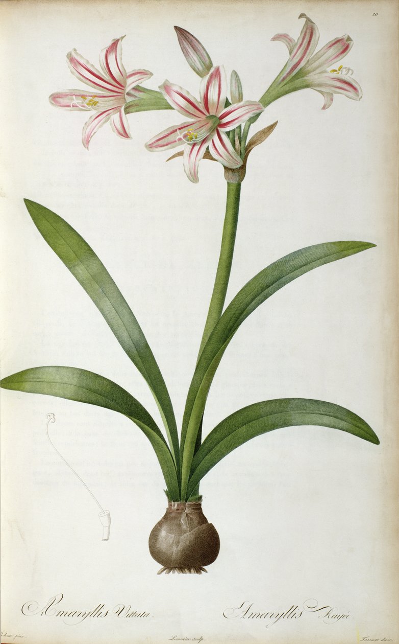 Amaryllis Vittata, z „Les Liliacees“ od Pierra Redoute, 8 svazků, vydáno 1805-16, od Pierre Joseph Redouté
