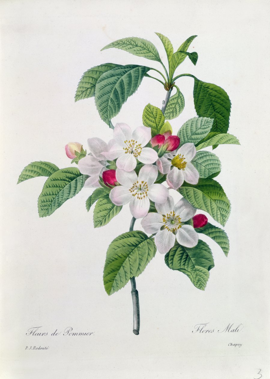 Apple Blossom, z „Volby nejkrásnějších květin“, vyryl Chapuy od Pierre Joseph Redouté