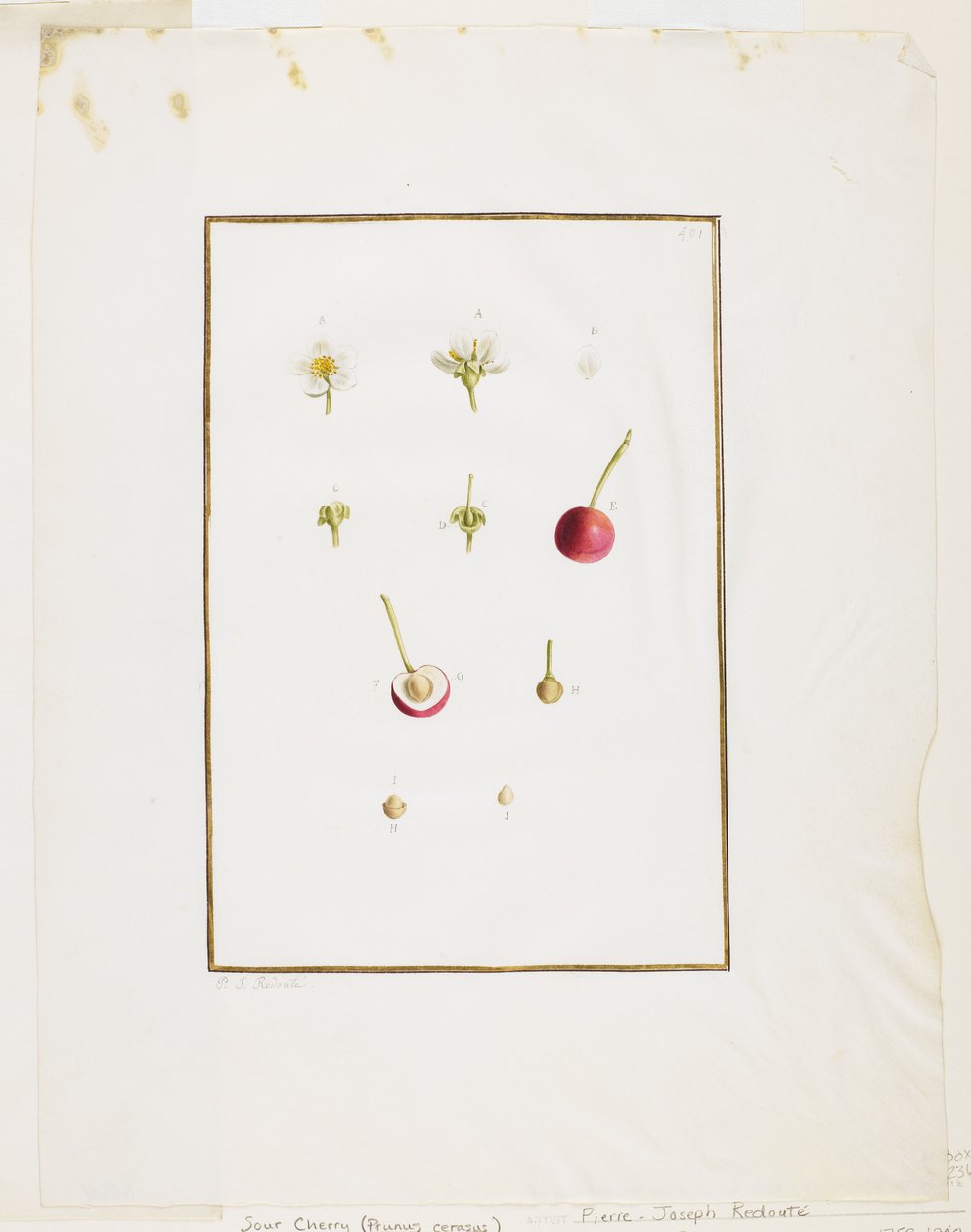 Botanická pitva: Višeň (Prunus cerasus), c. 1778-90 (wc a grafit na papíře) od Pierre Joseph Redouté