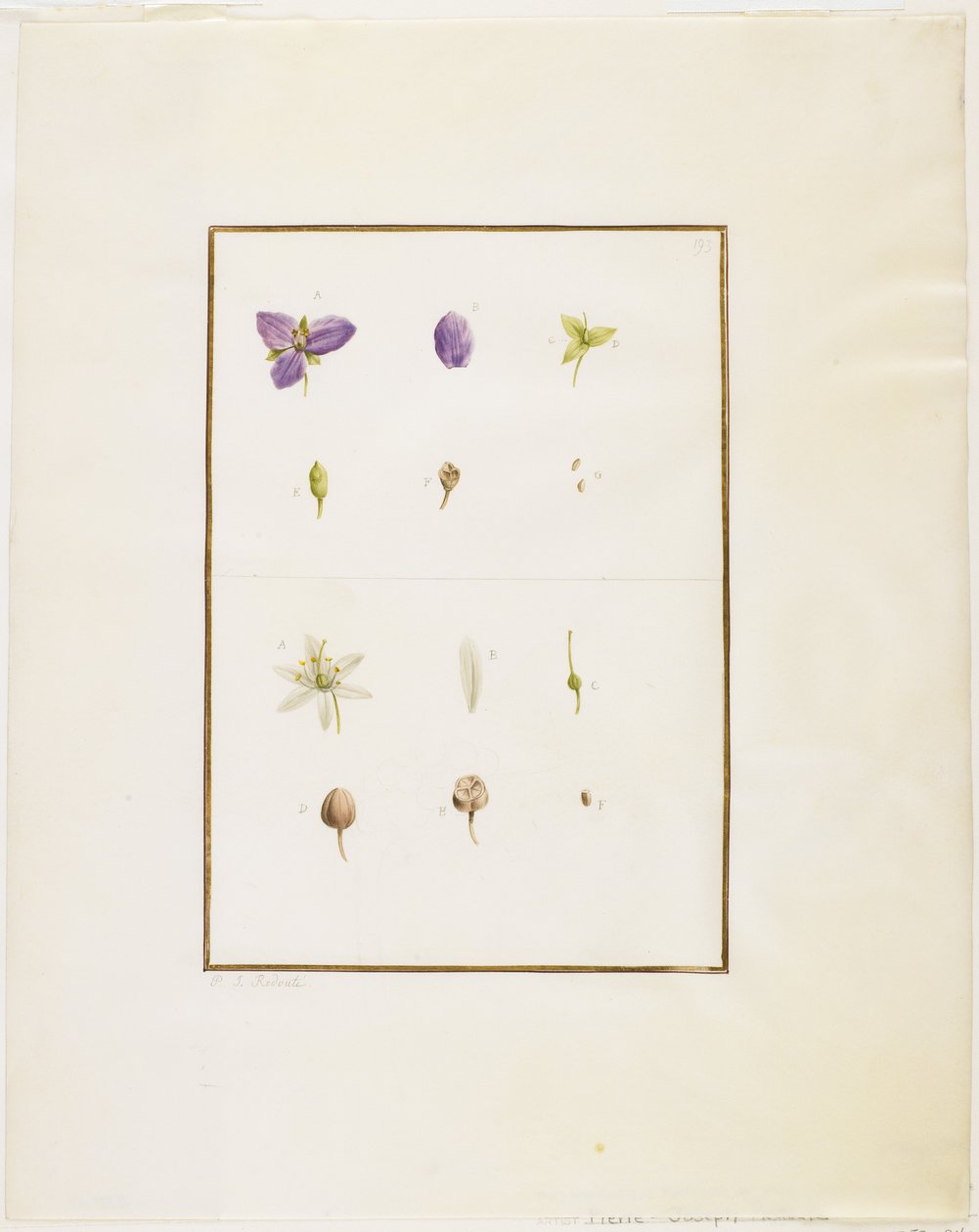 Botanická pitva: Spiderwort a Senna, kolem 1778-90 (wc a grafit na papíře) od Pierre Joseph Redouté