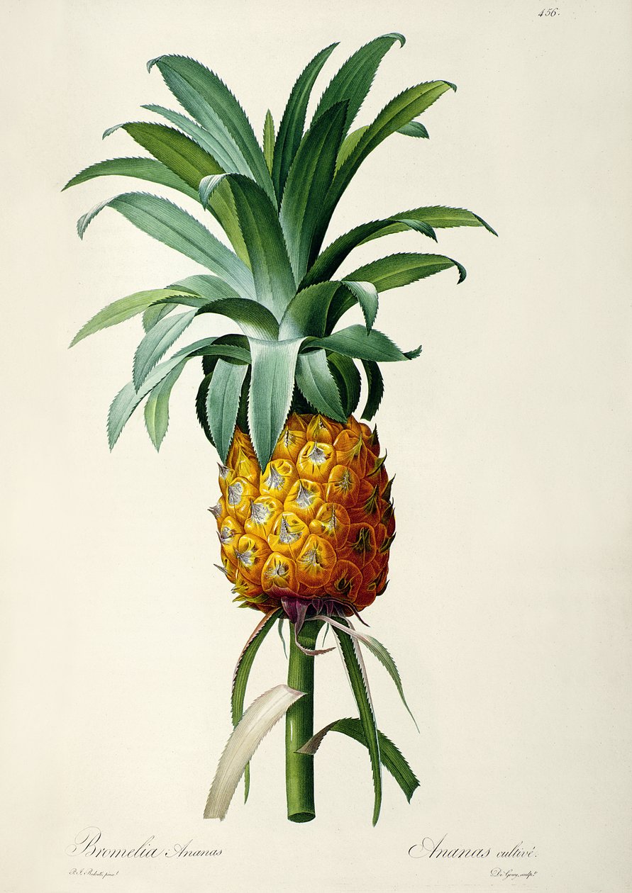 Bromeliad Ananas, z 