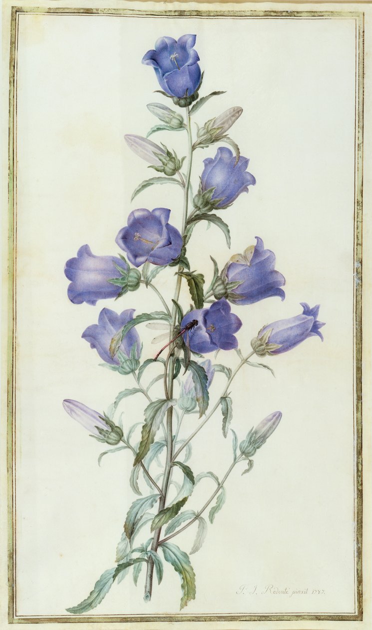 Campanula: Medium (Canterbury Bell) 1787 od Pierre Joseph Redouté
