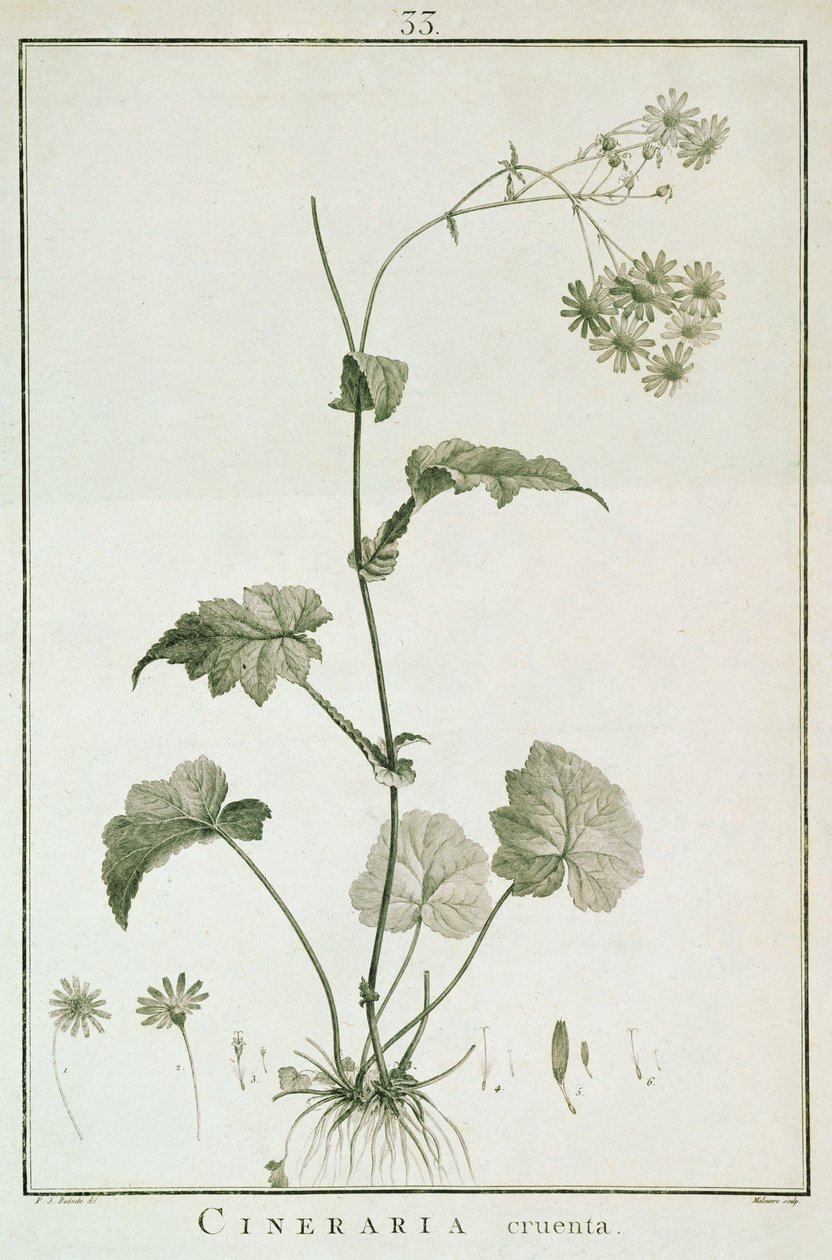Cineraria Cruenta z 