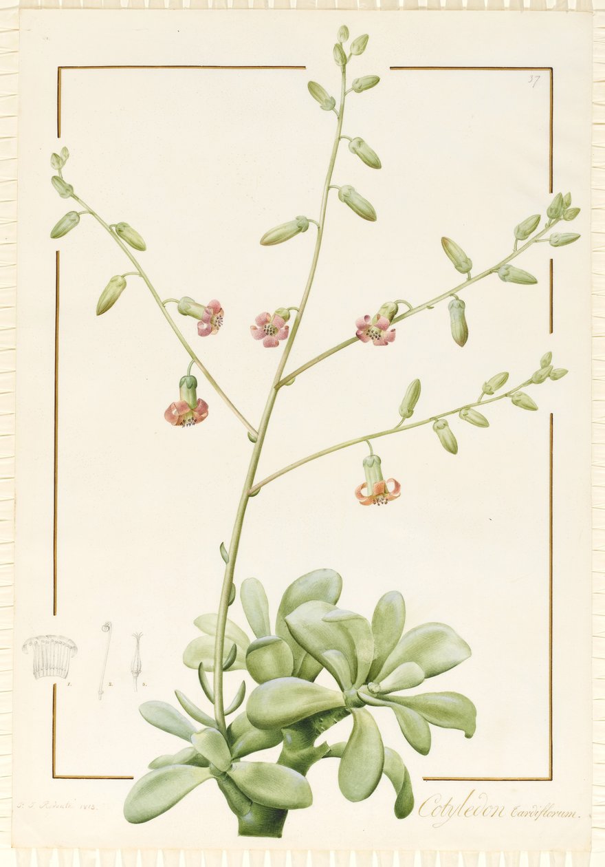 Cotyledon Cardiflorum, 1813 (wc a tělová barva přes grafit na pergamenu) od Pierre Joseph Redouté