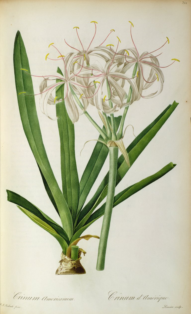 Crinum Americanum, z „Les Liliacees“, 1805-16 od Pierre Joseph Redouté
