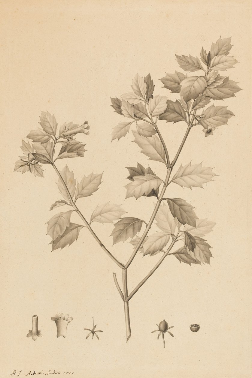 Desfonainia Spinosa, 1787 (špička štětce a šedá barva na papíře, položeno na kartě) od Pierre Joseph Redouté