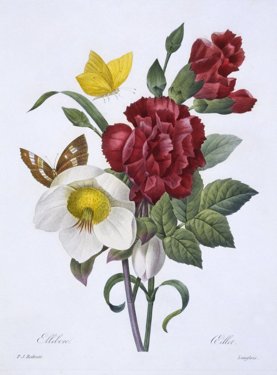 Ellebore a Oeillet, z knihy "Choix des plus belles fleurs", vydáno v Paříži, 1829 (ručně kolorovaná rytina) od Pierre Joseph Redouté
