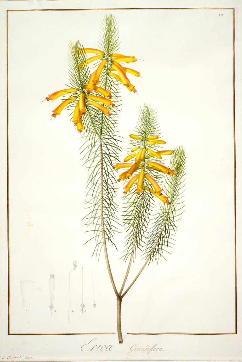 Erica Grandiflora, 1811 (čb a tělové barvy nad stopami grafitu na pergamenu) od Pierre Joseph Redouté