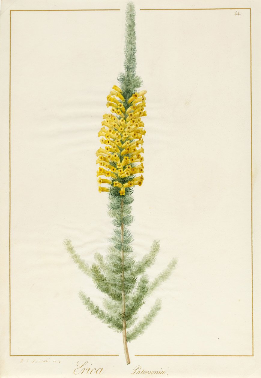 Erica Patersonia, 1813 (čb a tělový kolorit na pergamenu) od Pierre Joseph Redouté