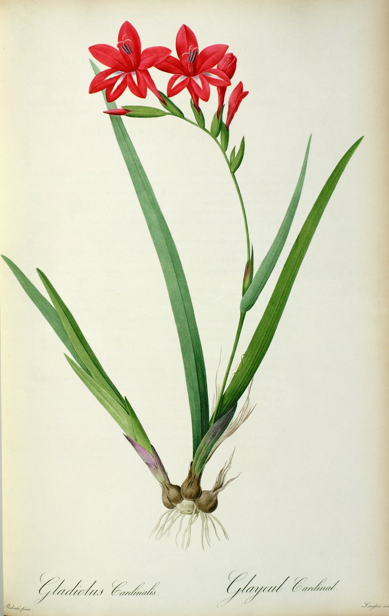 Kardinál Gladiolus, z ‚Les Liliacees‘, 1805 od Pierre Joseph Redouté