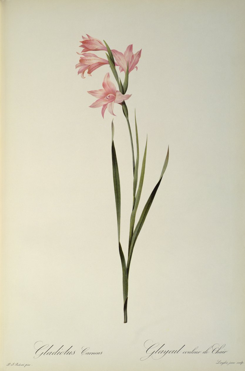 Gladiolus Carneus, z ‚Les Liliacees‘, 1804 od Pierre Joseph Redouté