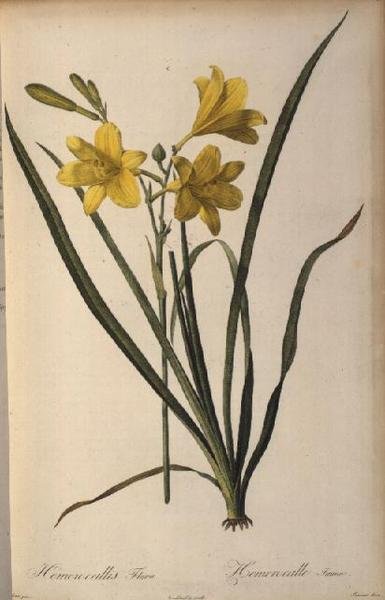 Hemerocallis Flava, z Les Liliacees od Pierre Joseph Redouté