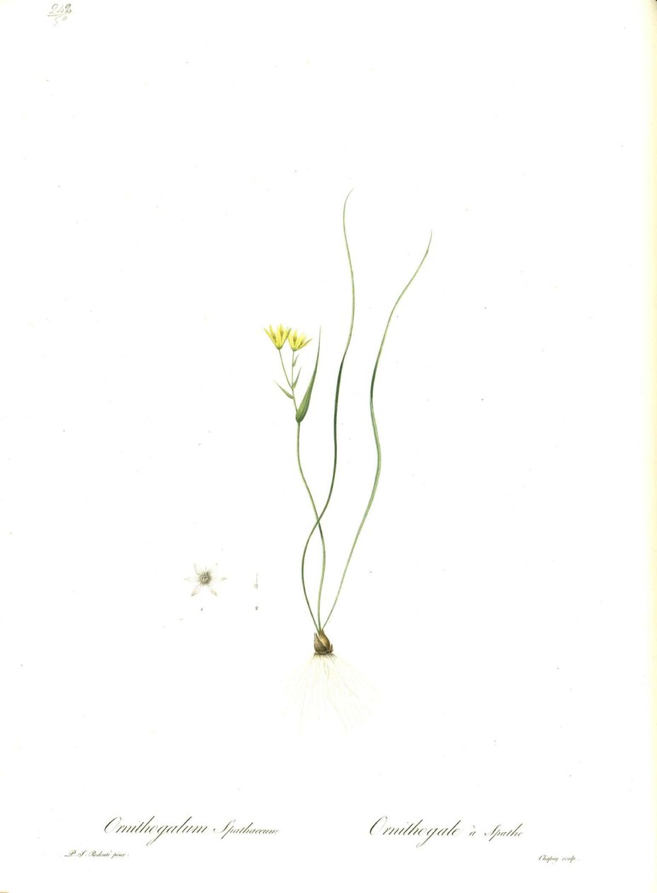 Ilustrace Gagea spathacea (Orig. Ornithogalum spathaceum) od Pierre Joseph Redouté