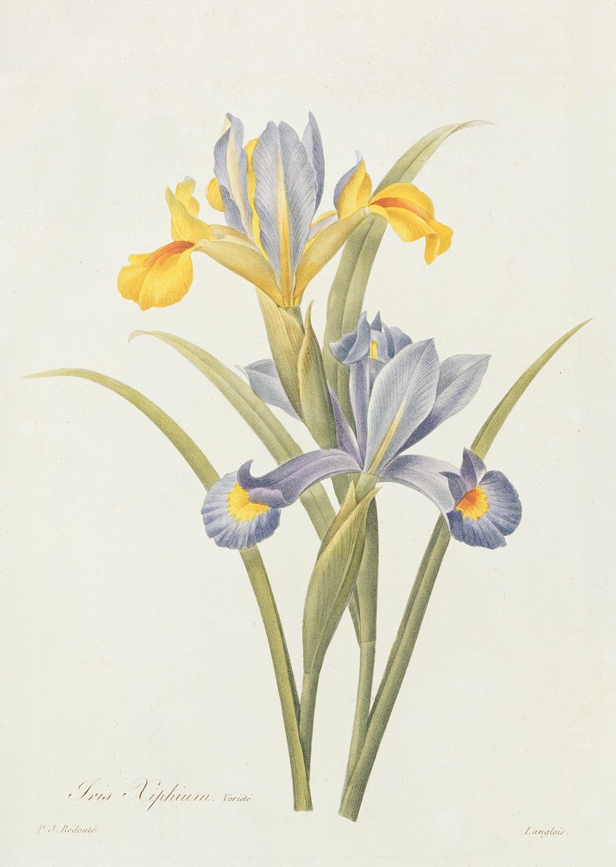 Iris (barevné rytí) od Pierre Joseph Redouté