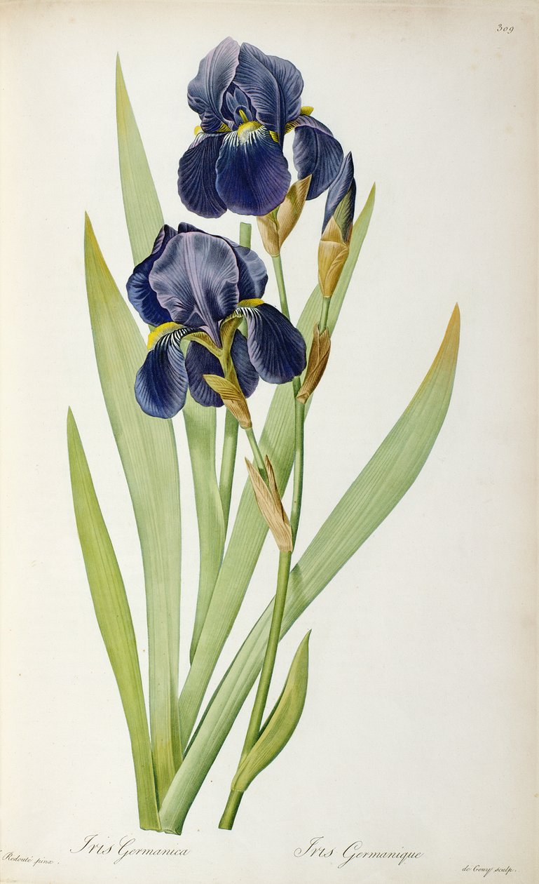 Iris Germanica, z „Les Liliacees“, 1805 od Pierre Joseph Redouté