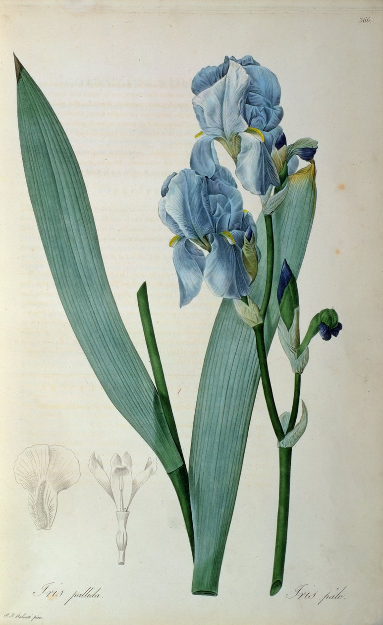 Iris Pallida, z ‚Les Liliacees‘, 1805 od Pierre Joseph Redouté