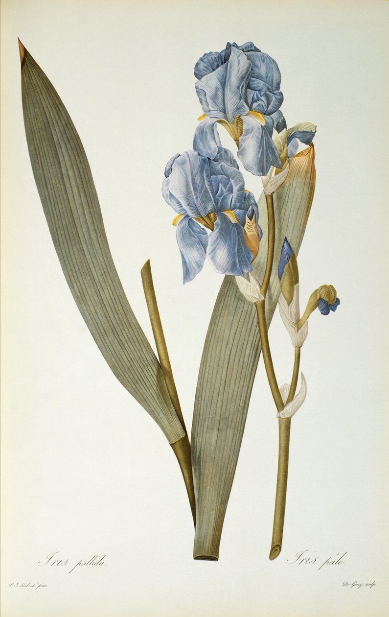 Iris Pallida, z ‚Les Liliacees‘, 1812 od Pierre Joseph Redouté
