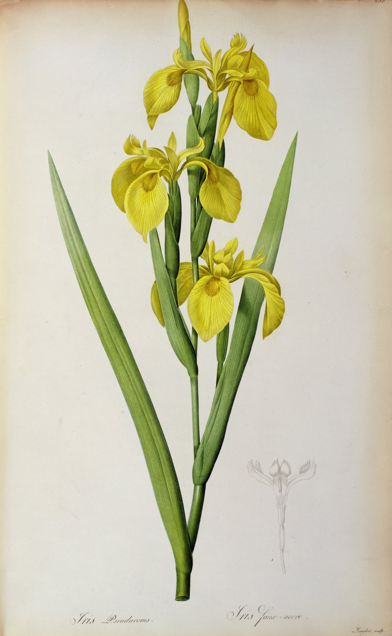 Iris Pseudacorus, z „Les Liliacees“, 1805 od Pierre Joseph Redouté