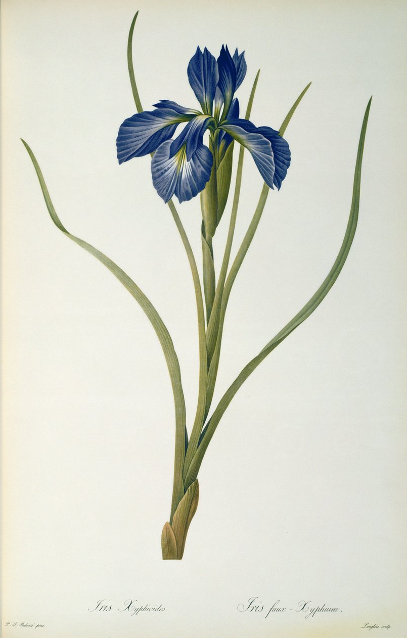 Iris Xyphioides, od `Les Liliacees