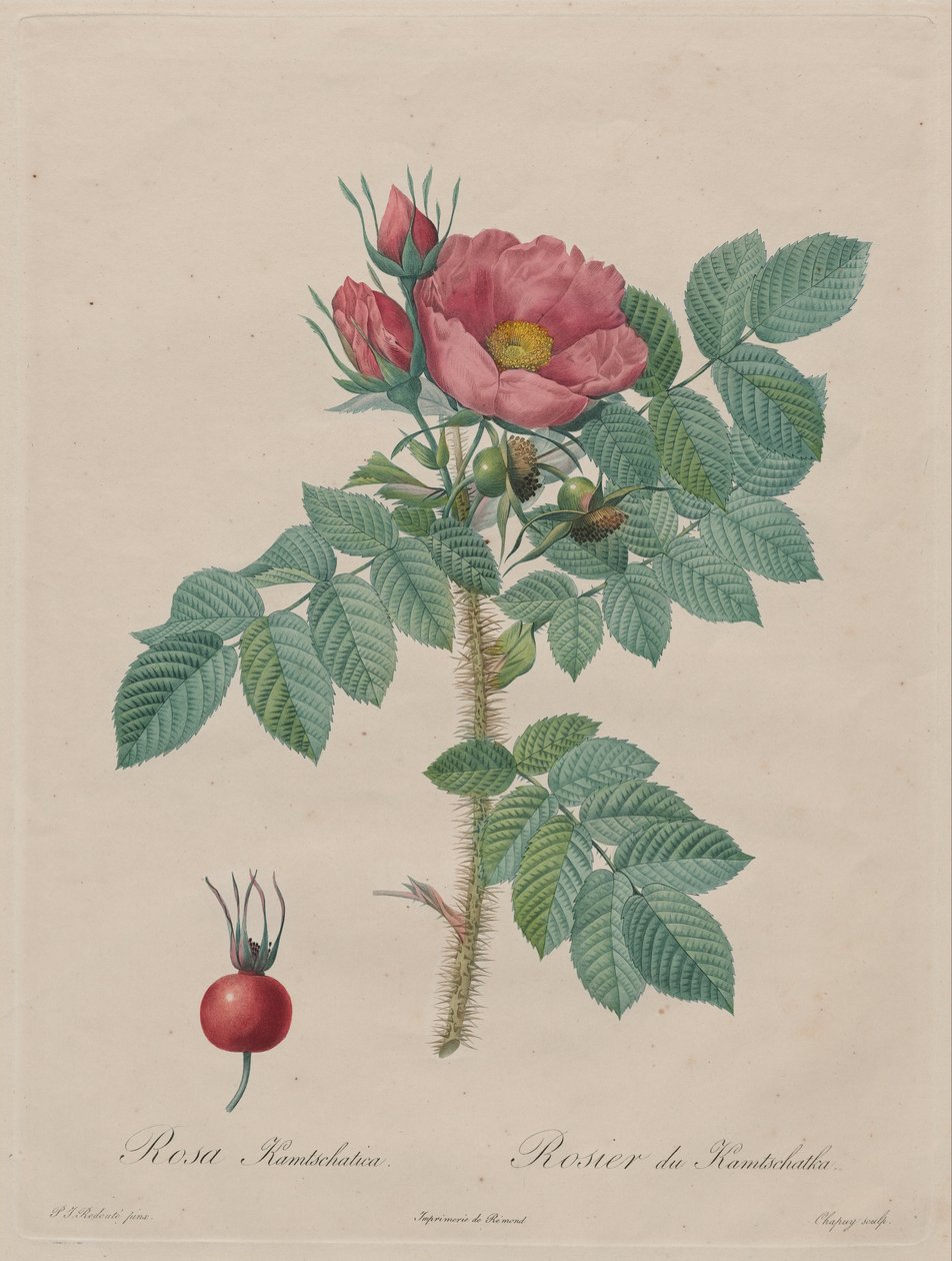Kamtschatka Rose (Rosa Kamtschatica), z Redouté, Les Roses, Paříž, 1817–1824) od Pierre Joseph Redouté